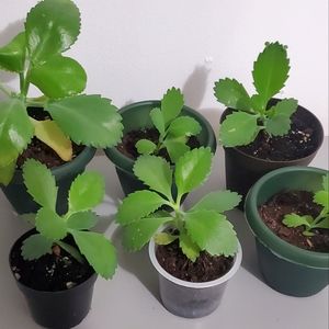 Mother of Millions Plants